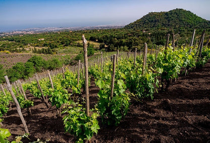 2022 Serafica Mirantur Bianco