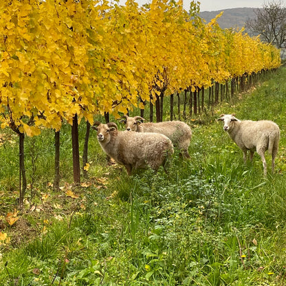 2019 Weinhof Uibel UNA